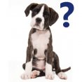 Ondersteuning puppycursus online bij vragen