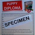 Puppyexamen diploma puppycursus online Je Pup Trainen Dat Kun Je Zelf