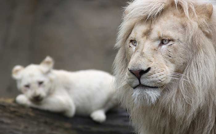 Onscherpe achtergronden scherptediepte Cursus Fotografie Creatief Achtergrond