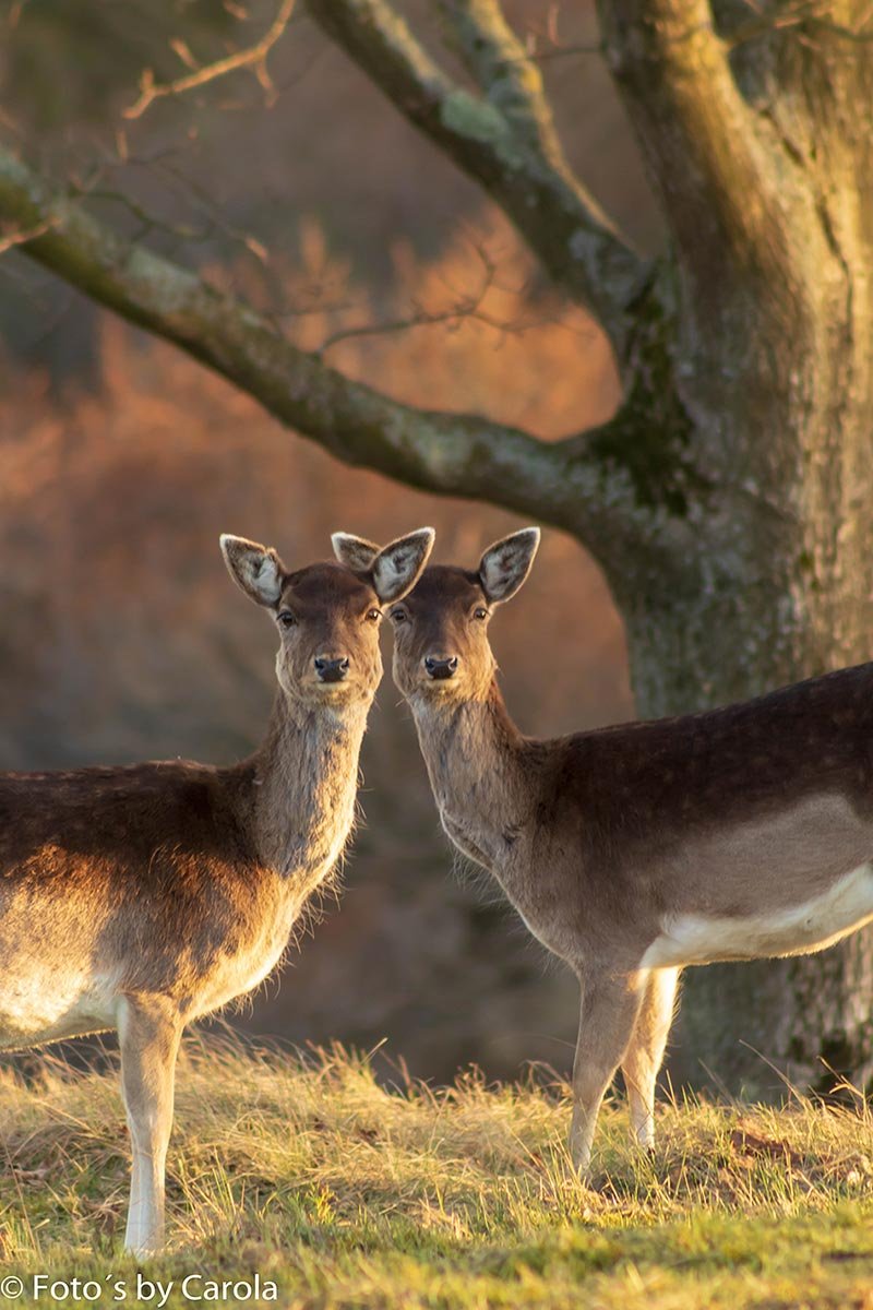 Herten dierenfotografie Herten dierenfoto