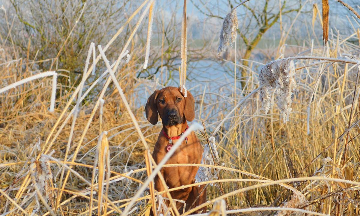 Hondenfotografie cursist Hondenfotografie natuur actiefoto