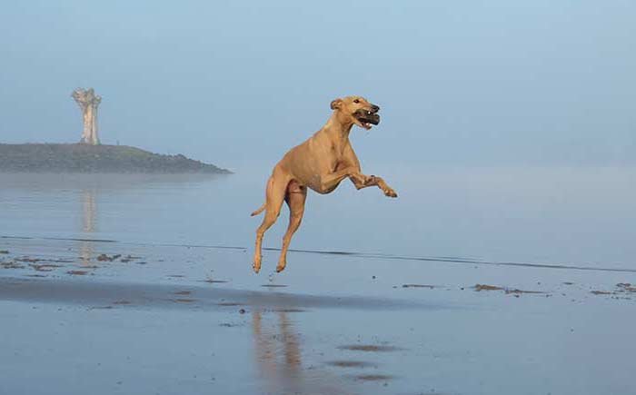 Bewegende onderwerpen zoals sporters, kinderen, dieren Fotografeer Bewegende onderwerpen zoals sporters, kinderen, dieren
