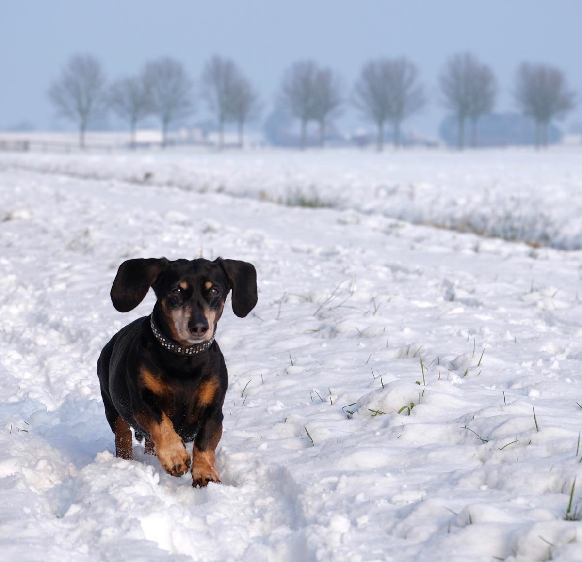 Honden fotograferen in actie cursist