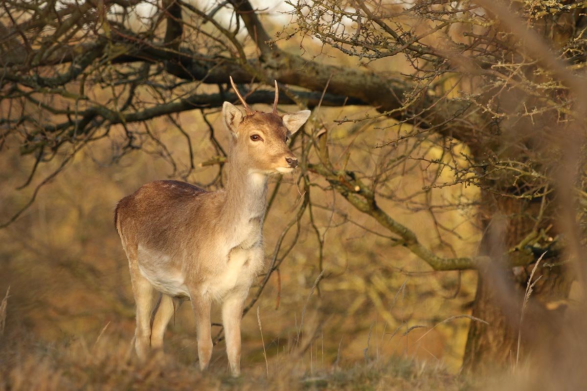 dieren fotografie hert natuurfoto dieren fotografie hert natuurfoto