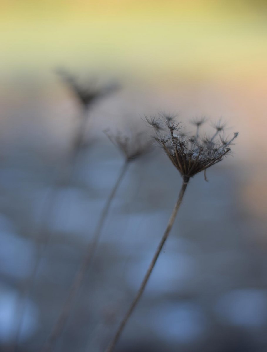 closeup macro bloem macro bloem closeup details