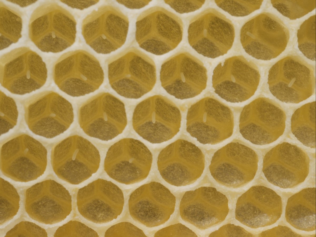 bijenwas-cera-alba bijenwas-cera-alba