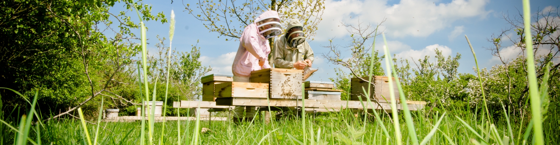 over de imkers van la reine over de imkers van la reine