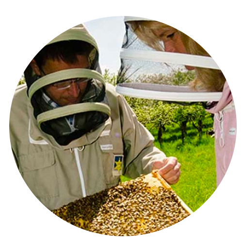 Gratis ebook: hoe leeft een bijenvolk