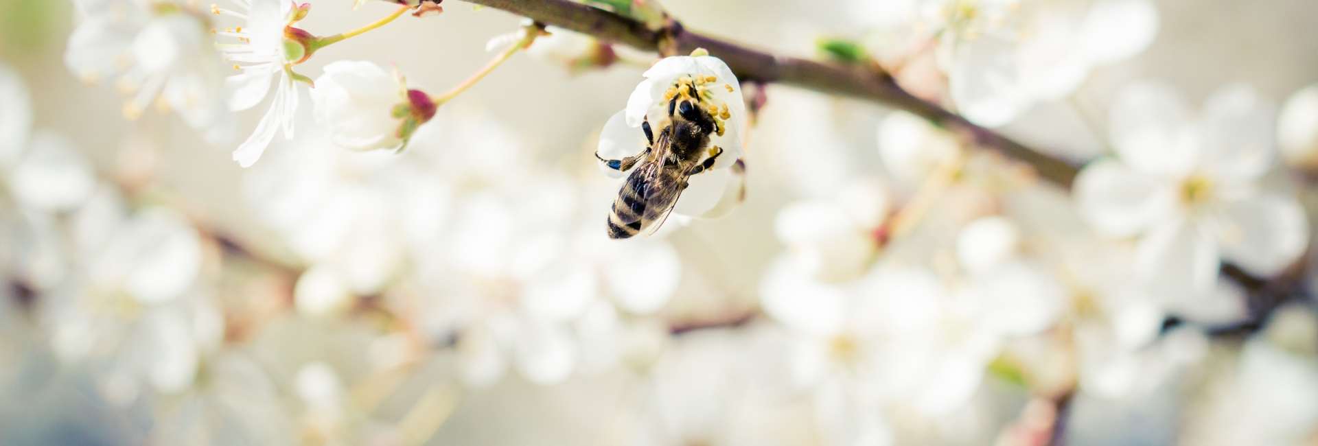 propolis natuurlijke huidverzorging propolis natuurlijke huidverzorging