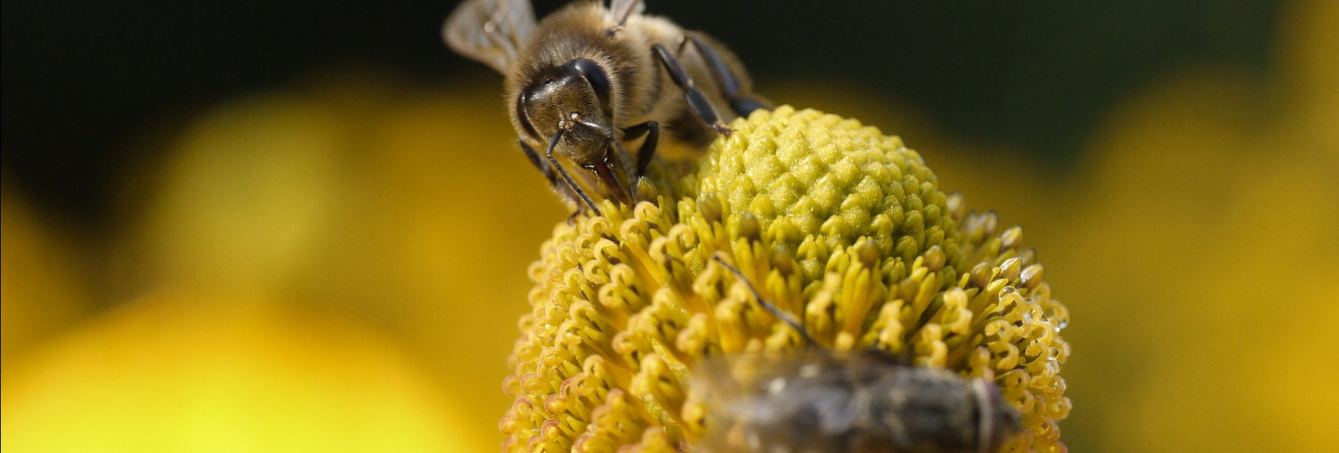 Honingbij op bloem Honingbij op bloem