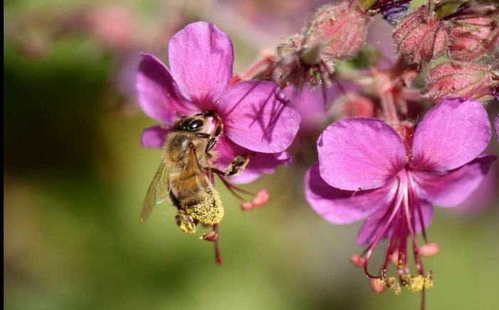 honingbij onze hofleverancier honingbij onze hofleverancier