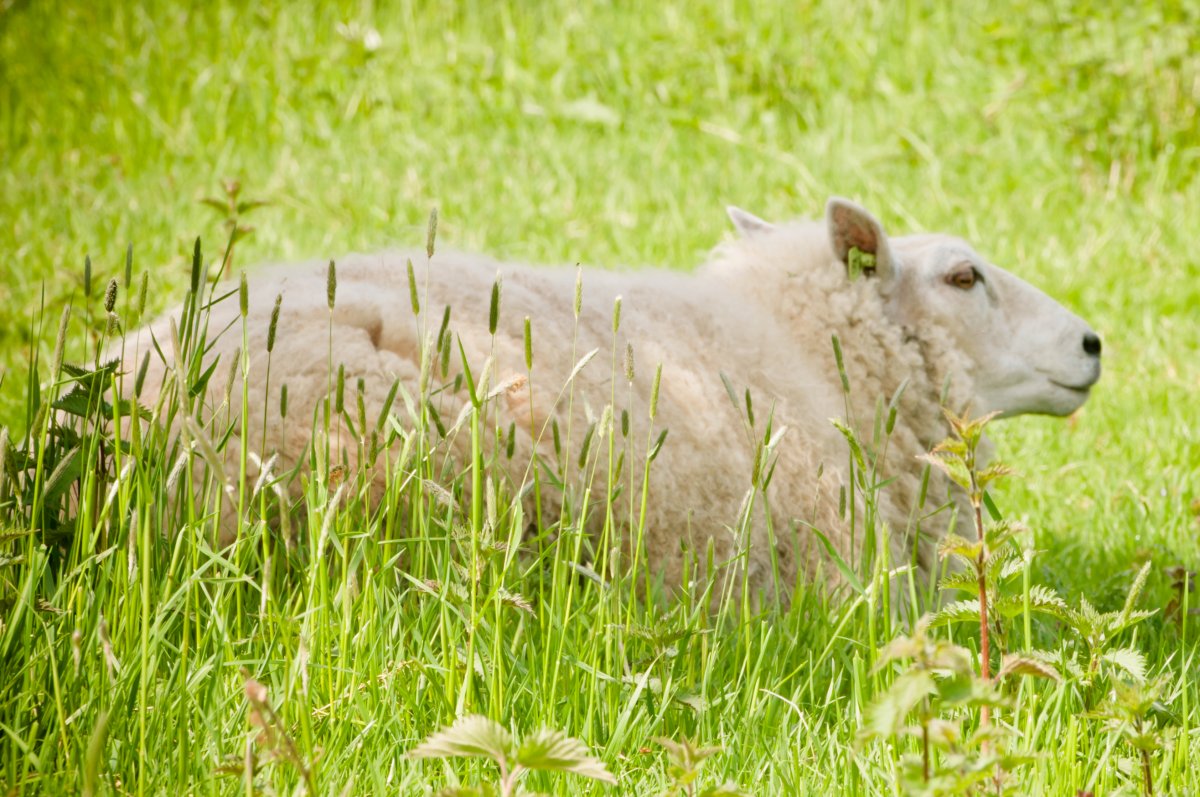 schapenwolvet-natuurlijk-ingredient schapenwolvet-natuurlijk-ingredient