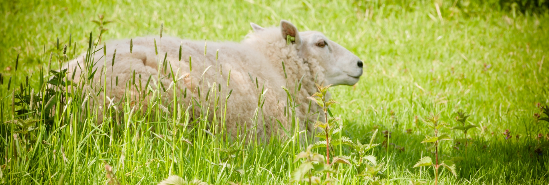 wandelwol schaap wandelwol schaap