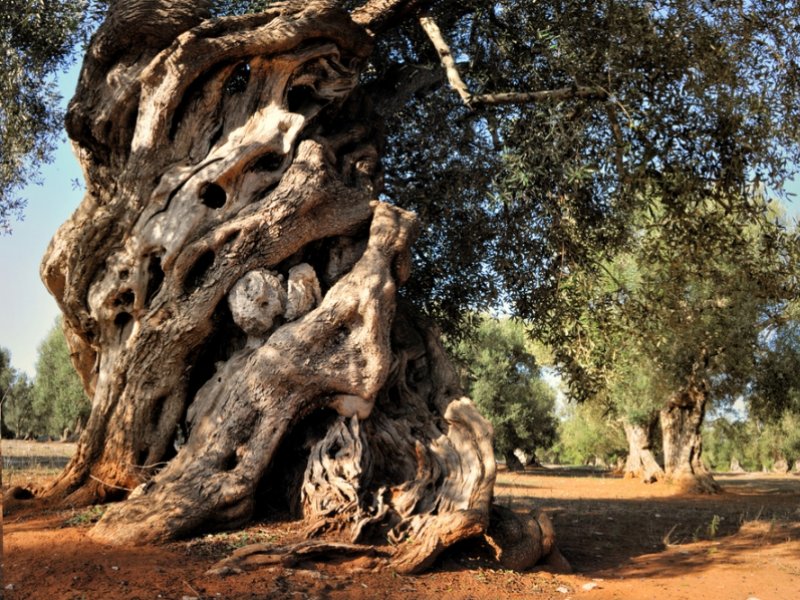 Grote olijfbomen olijfolie