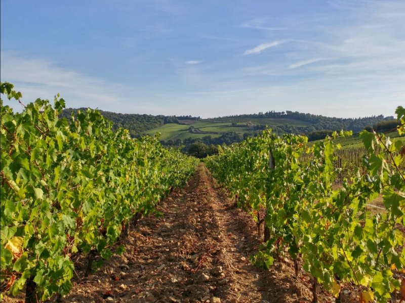 DOCG wijnen Toscane Italie
