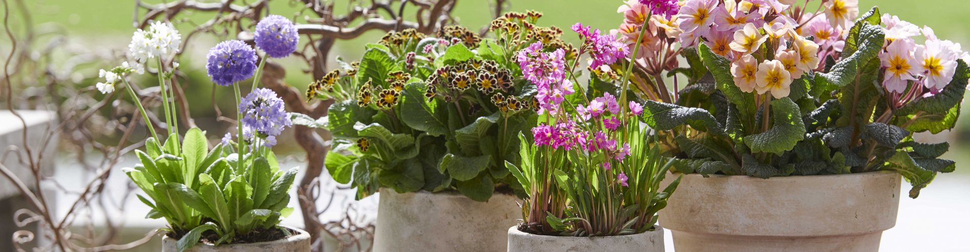 Garantie en Service Terras met bloemen en planten