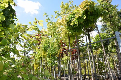 Bomen of haag kopen in Wijchen? leibomen-en-bomen-in-de-zomer-bij-tuincentrum-wijchen
