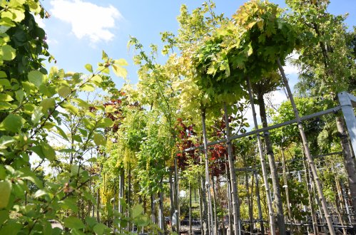 leibomen-en-bomen-in-de-zomer-bij-tuincentrum-wijchen