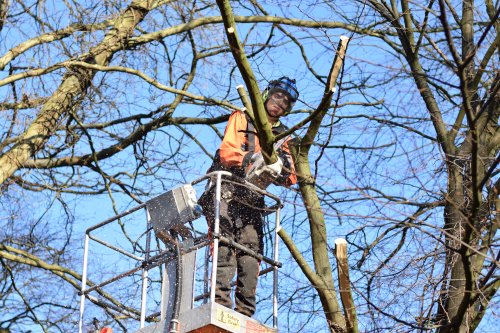 Bomen snoeien? Advies over bomen? De boomverzorger helpt je graag! boomverzorger-snoeien-wijchen