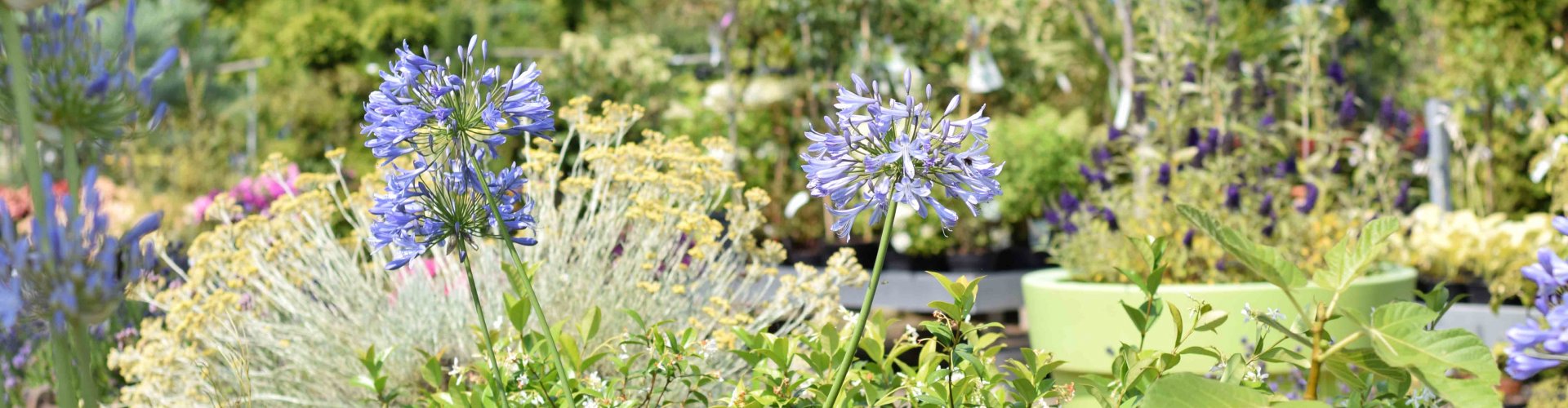 Contact opnemen Lepona Tuinarrangeurs agapanthus-in-bloei-in-de-zomer