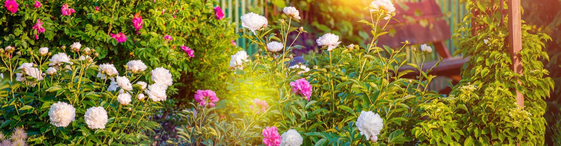 Hoveniers en tuincentrum in Wijchen een-tuin-border-vol-met-rozen