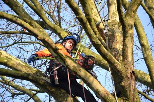 boomverzorging boomverzorger-jorn-snoeit-een-boom