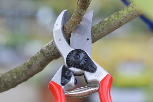 tuinonderhoud tijdens-het-tuinieren-snoeien-van-een-boom