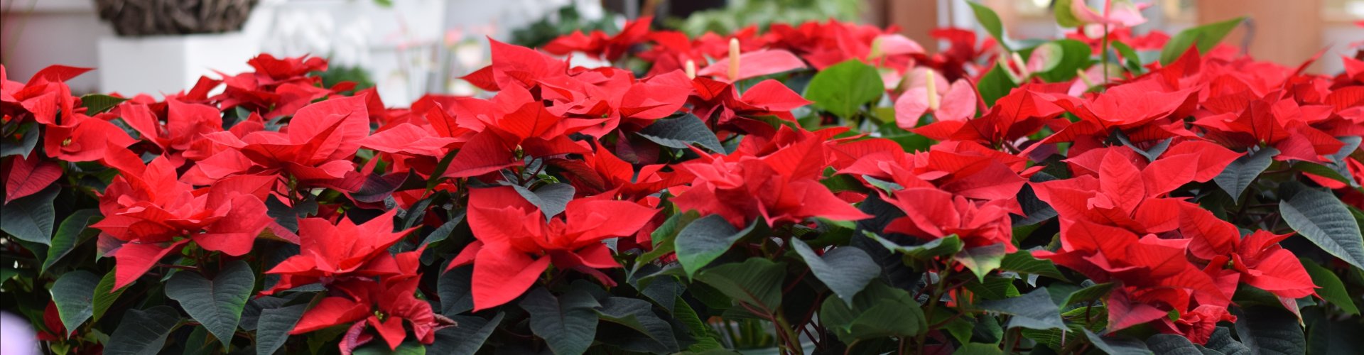 Kerstster kopen Wijchen? Kerststerren Wijchen