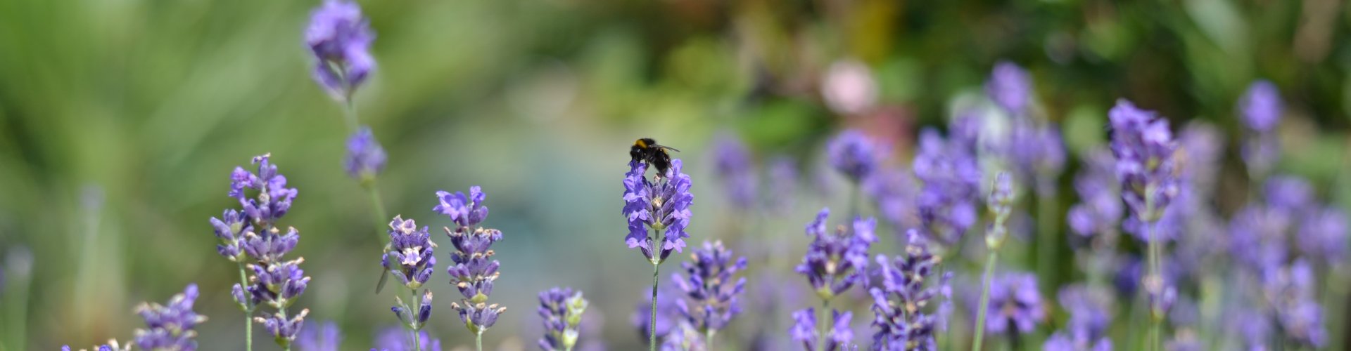 Hét Tuincentrum van Wijchen en omstreken bij-op-lavendel-bij-tuincentrum-wijchen