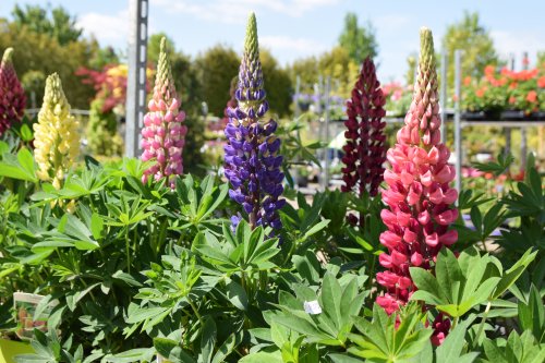 Seizoensbloeiers, perkgoed, zomerbloeiers kopen? seizoensbloeiers-tuincentrum-wijchen