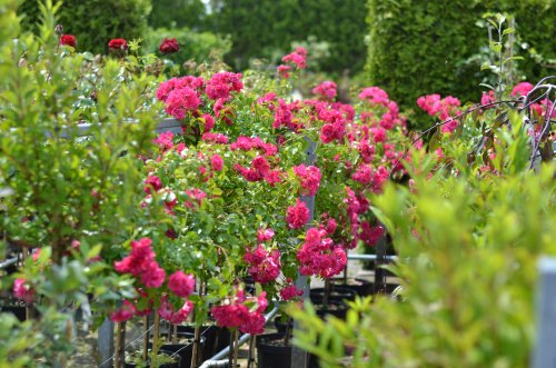 Planten kopen Wijchen rozen-in-bloei-op-tuincentrum-wijchen