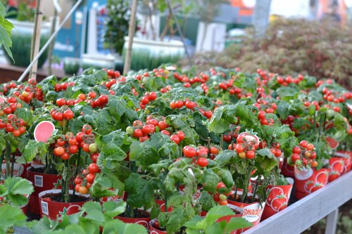 Moestuin planten kopen Wijchen? tomatenplaten-voor-de-moestuin