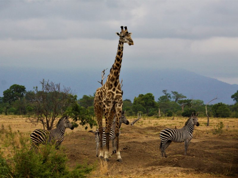 Honeymoon Tanzania Safari Honeymoon Tanzania Safari