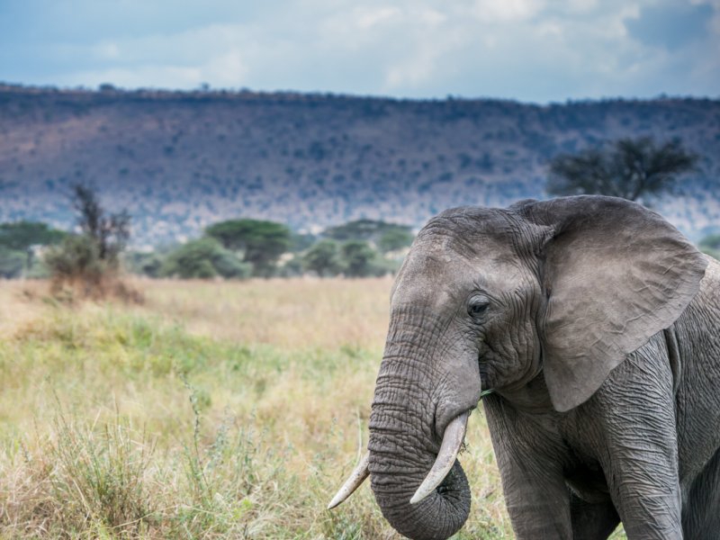 Safari Tanzania Safari Tanzania