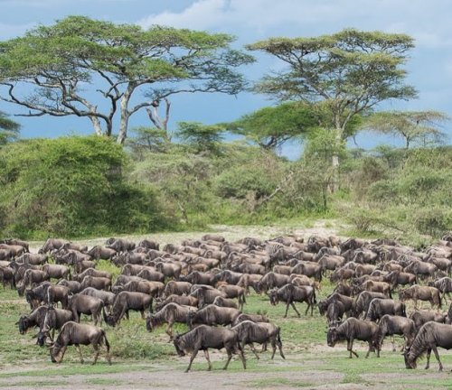 Tanzania Great Migration Tanzania Great Migration