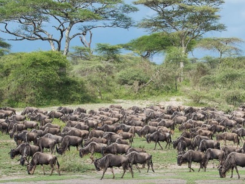 Tanzania Great Migration