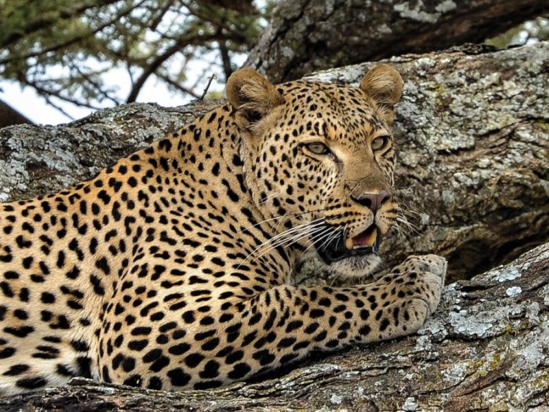 Safari Tanzania Safari Tanzania