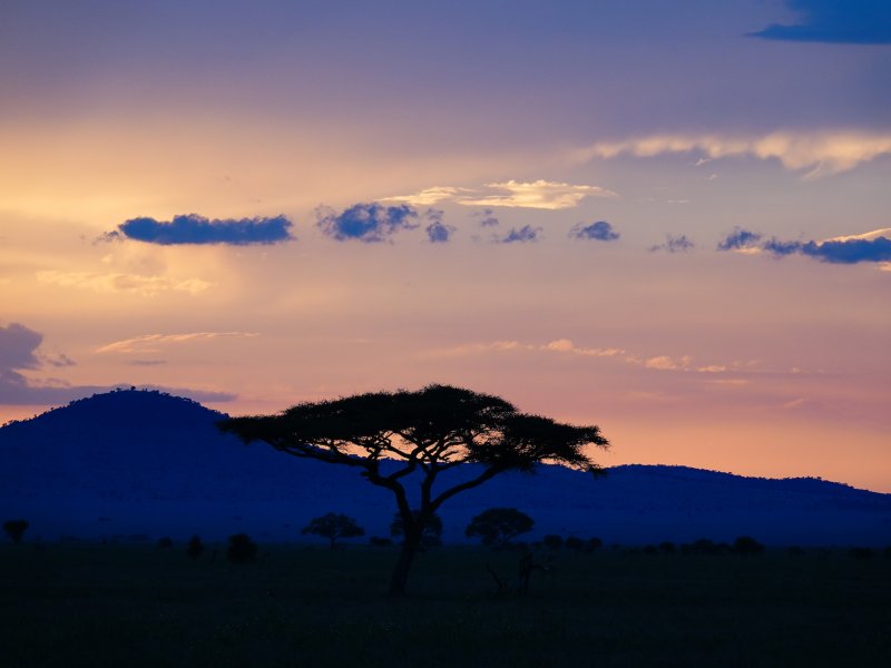 Safari Tanzania Safari Tanzania