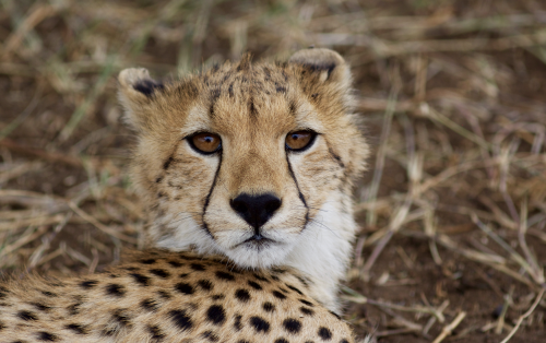Tanzania Safari Cheetah Tanzania Safari Cheetah