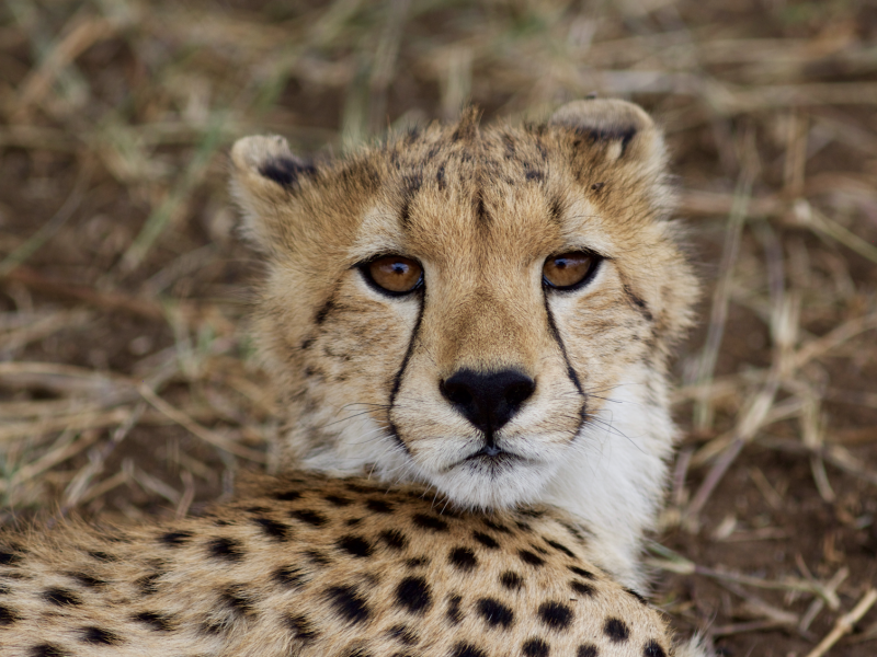 Honeymoon Tanzania Safari Honeymoon Tanzania Safari