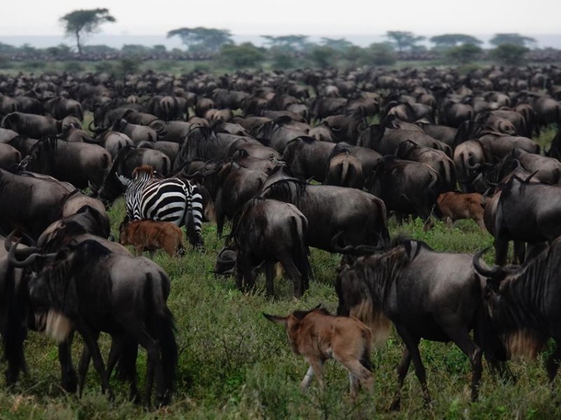 Tanzania Great Migration Tanzania Great Migration