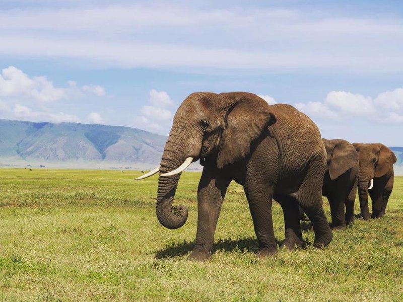 Tanzania Safari Elephant