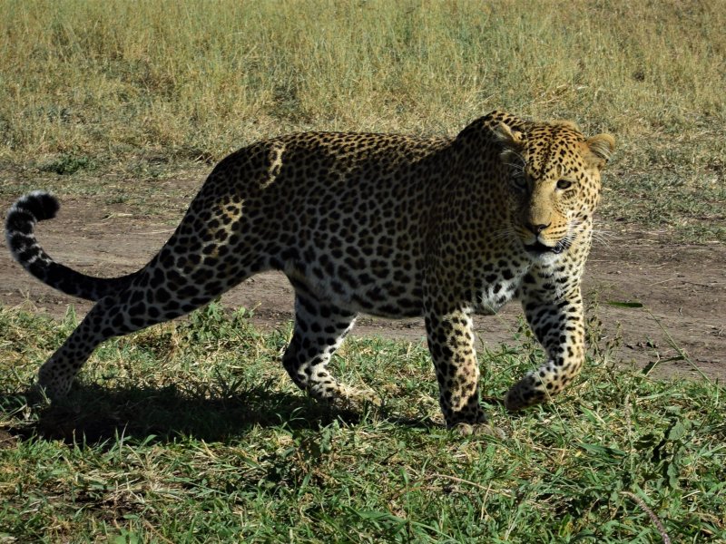 Tanzania Safari Leopard