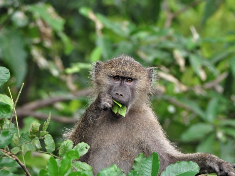 Honeymoon Tanzania Safari Honeymoon Tanzania Safari