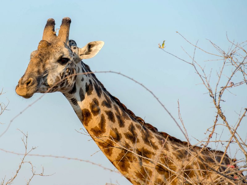 Tanzania Safari Giraffe Tanzania Safari Giraffe