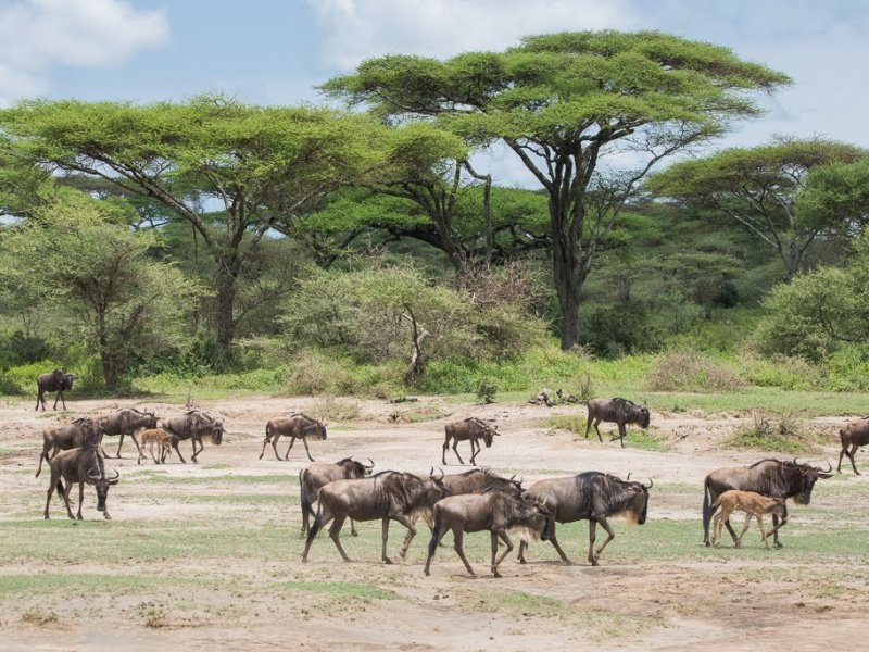 Honeymoon Tanzania Safari