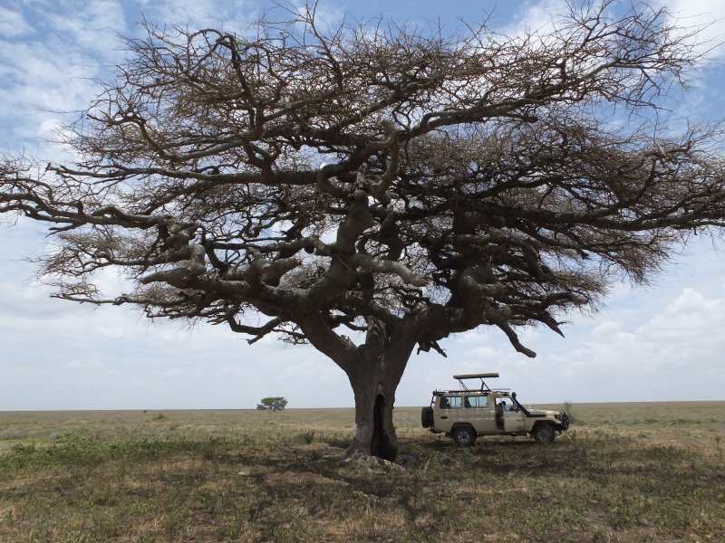 Tanzania Safari Jeep Tanzania Safari Jeep