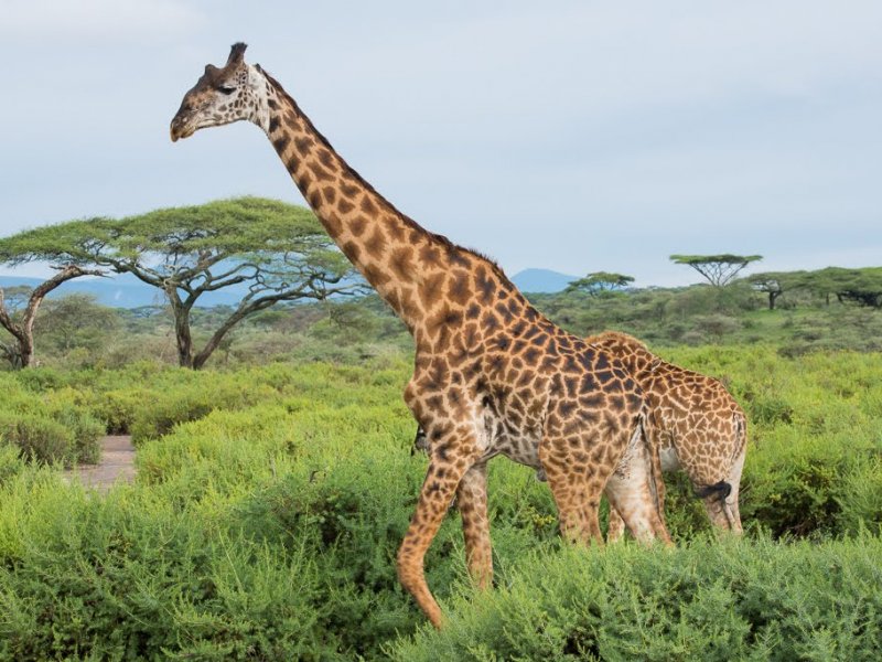 Safari Tanzania Safari Tanzania