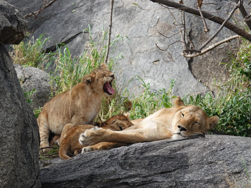 Tanzania Safari Lion Tanzania Safari Lion