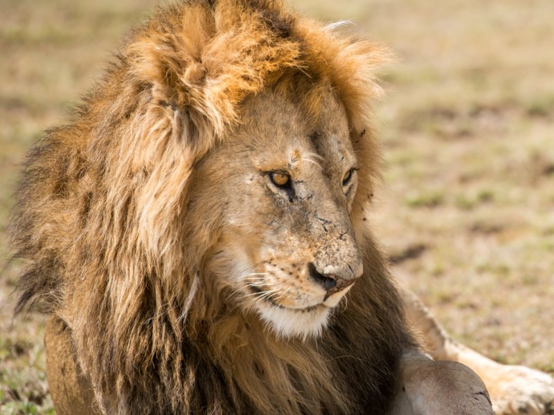 Safari Tanzania Safari Tanzania